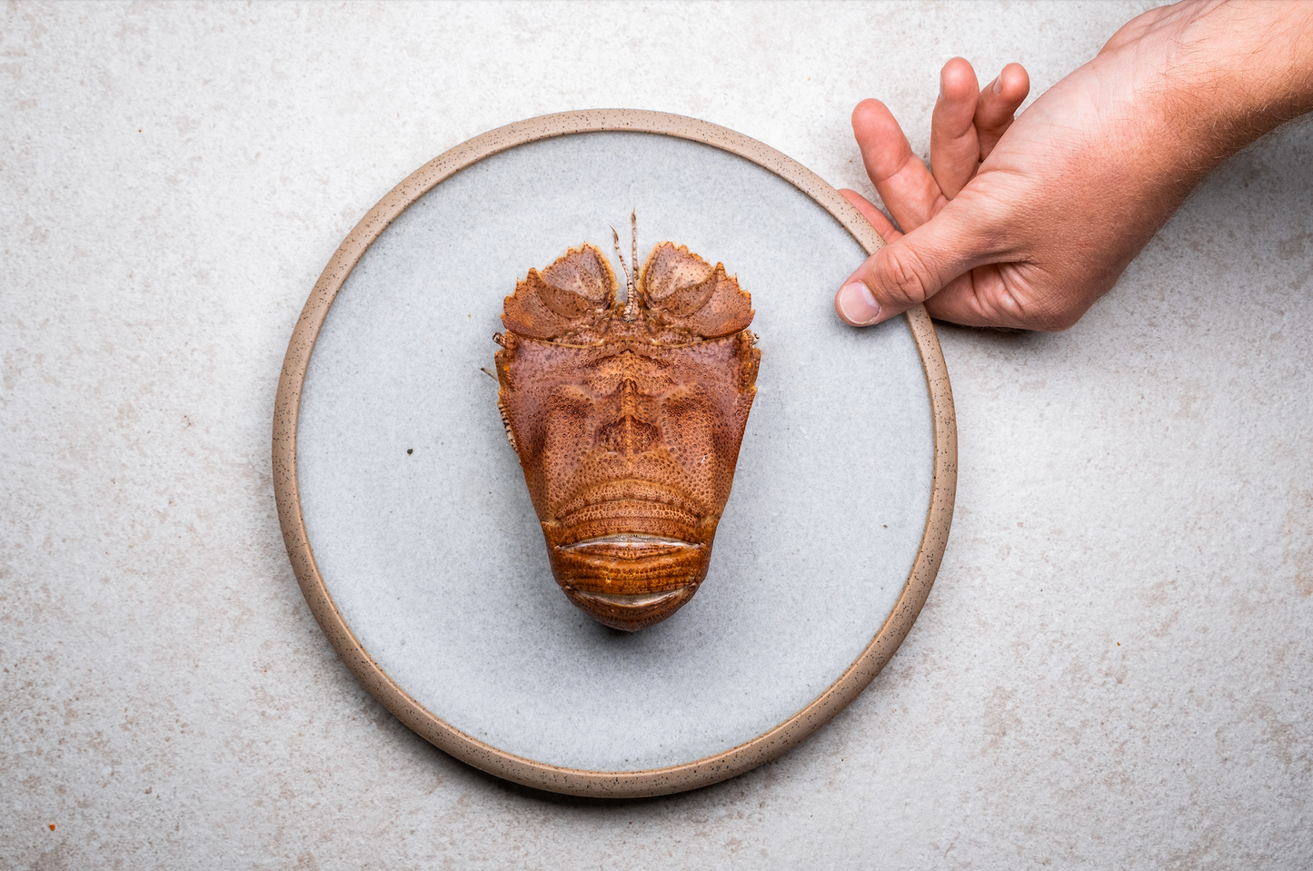 ABLP: Raw Large Bay Lobster